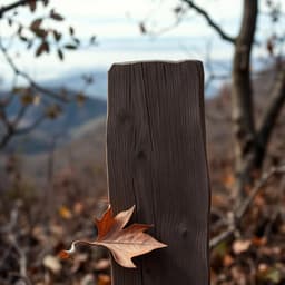 Bay Area Trail Watch