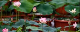 上海电视节、荷花市集、话剧《青蛇》......一周文旅生活
