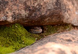 Hidden in plain sight: Meet Australia’s newly identified skink species - The Australian Museum