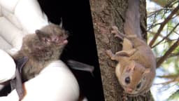 Wildlife advocacy group sues over Trump rollback ...