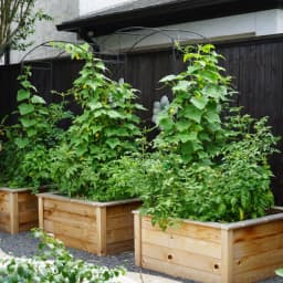 Kitchen Garden Starter Kit: The 5 Things Beginners Need