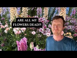 Massive heatwave? Cleaning up the container garden for summer blooms