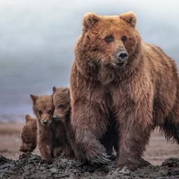 Stop Alaska's Horrific Helicopter Bear Hunts