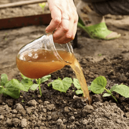 Why More Homeowners Are Discovering Compost Tea