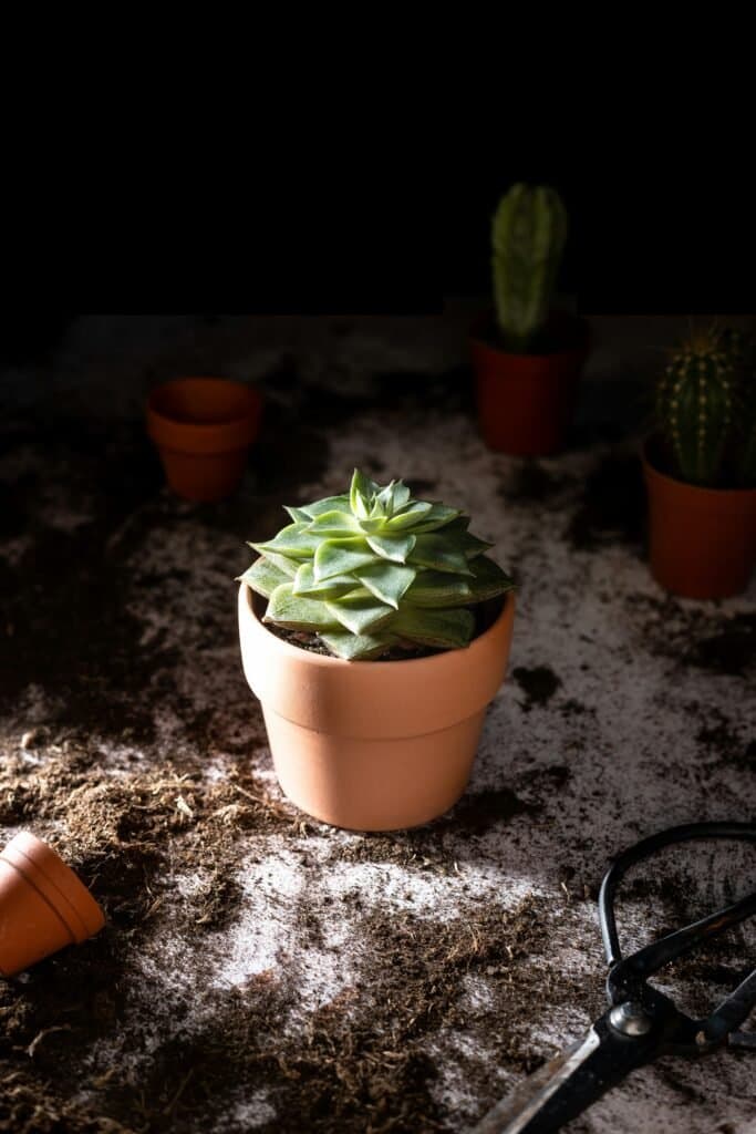 Why Your Potting Soil Isn't Draining (and How to Fix It Fast)