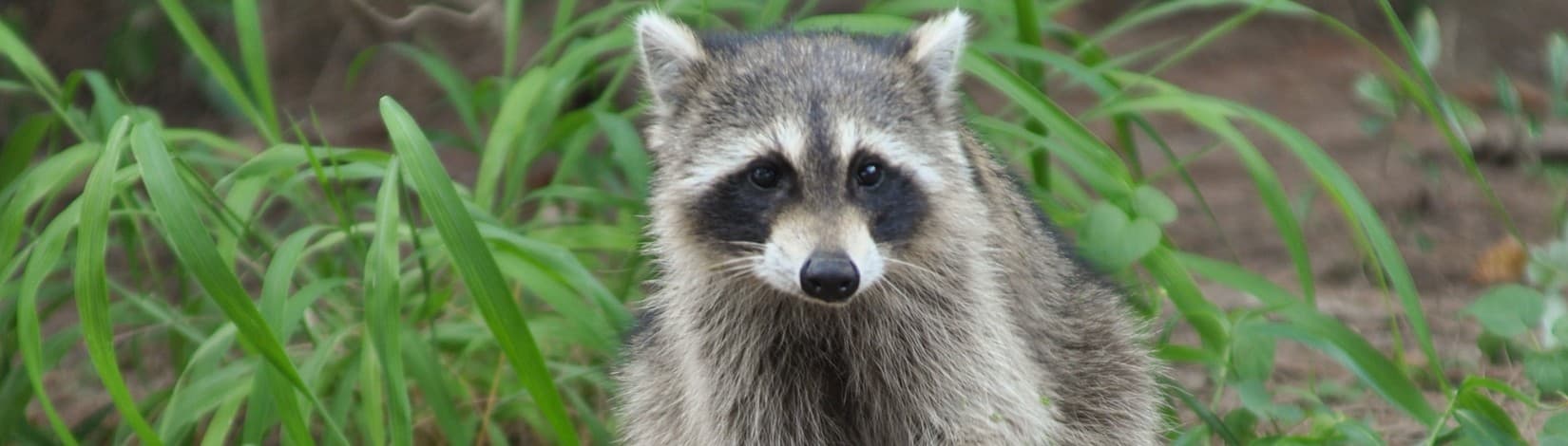 Wondering About Wildlife: Minimizing Interactions with Wildlife