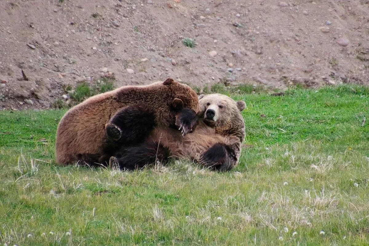 Yellowstone grizzly bears delight tourists with amorous behavior