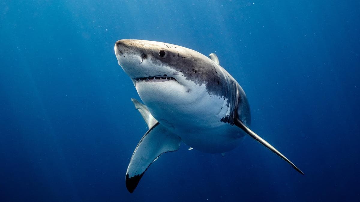 Shark warning after spearfisher has close call with 4m great white shark in Ocean Reef | The West Australian