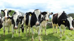 Consumers accuse milk ‘cartel’ of antitrust violations