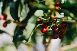 New Study Explores Florida's Potential as New Coffee ...