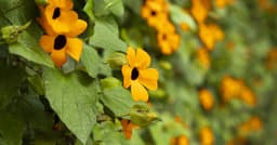 Grow these plants vertically for a more efficient garden space | Vermont Public