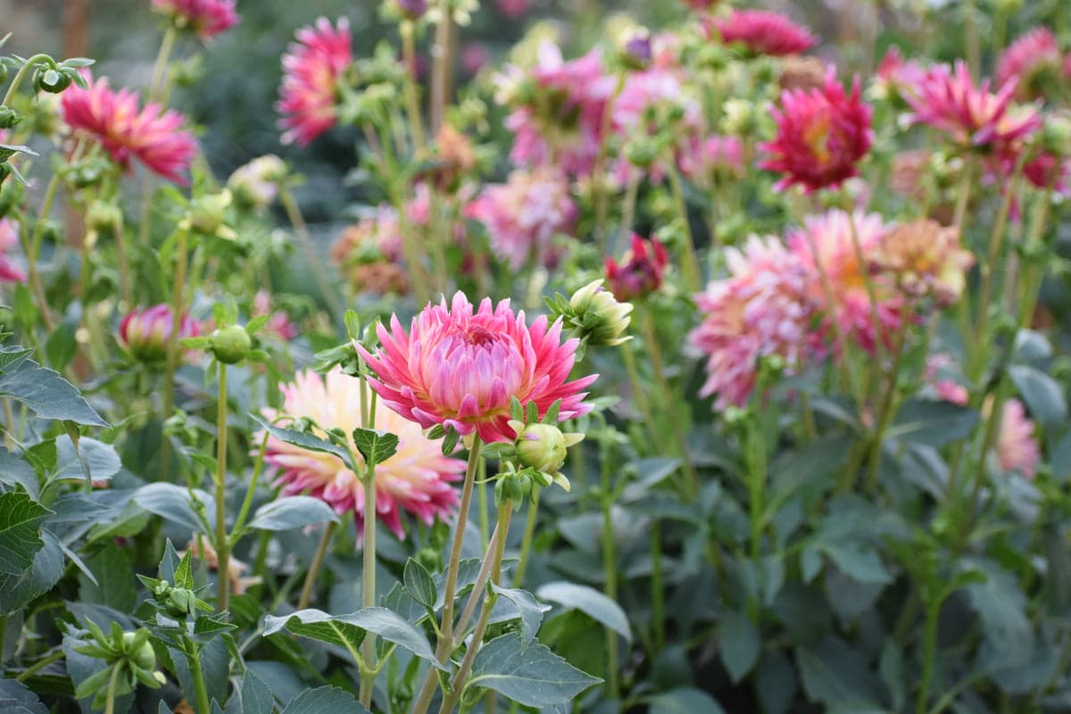 When Do You Plant Dahlia Tubers? Best Timing for Blooms
