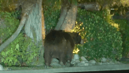Large bear seen roaming near upscale homes in Los Angeles’ San Fernando Valley