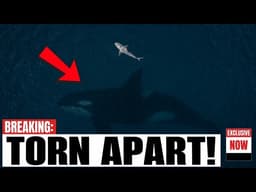A Great White Shark Was Found Torn Apart — The Bite Marks Revealed Something Bigger