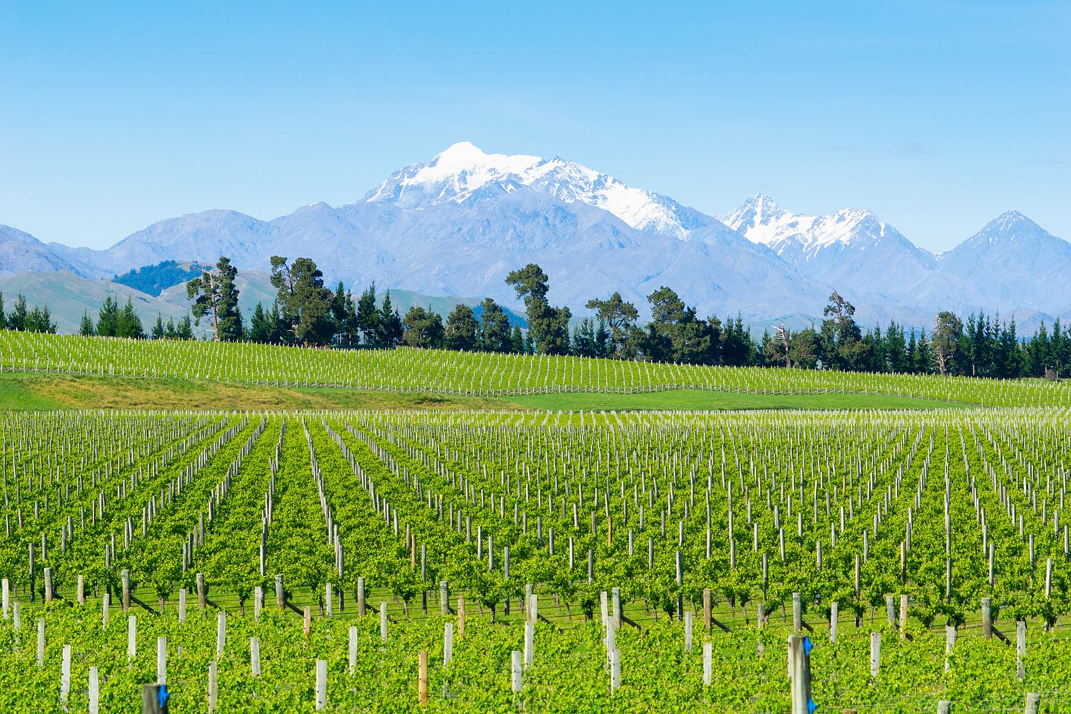 New Zealand Sauvignon Blanc: Marlborough Guide & ...