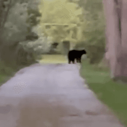 Black bear spotted in Chenequa | Waukesha Co. News