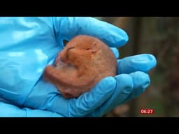 The Wildwood Trust In Herne Bay Are Helping To Prevent The Extinction Of The Hazel Dormouse. 
