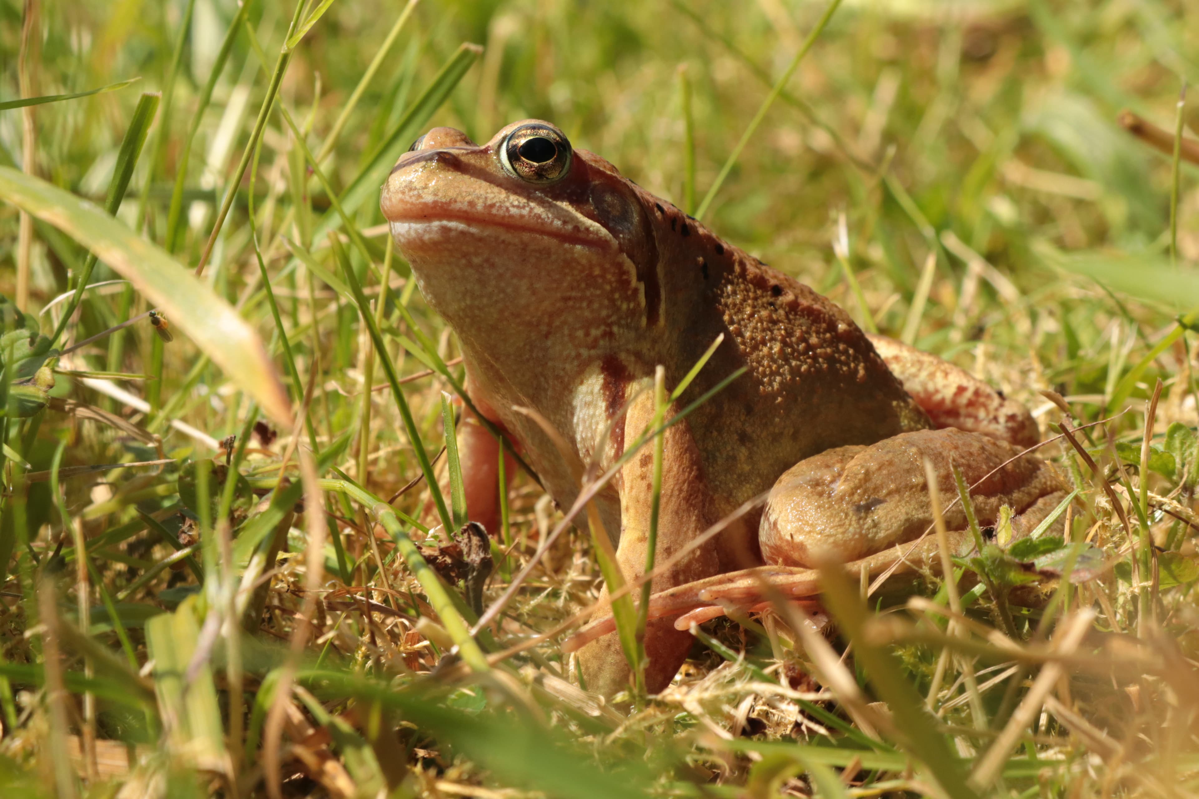 Discover and protect biodiversity: Species Conservation ...