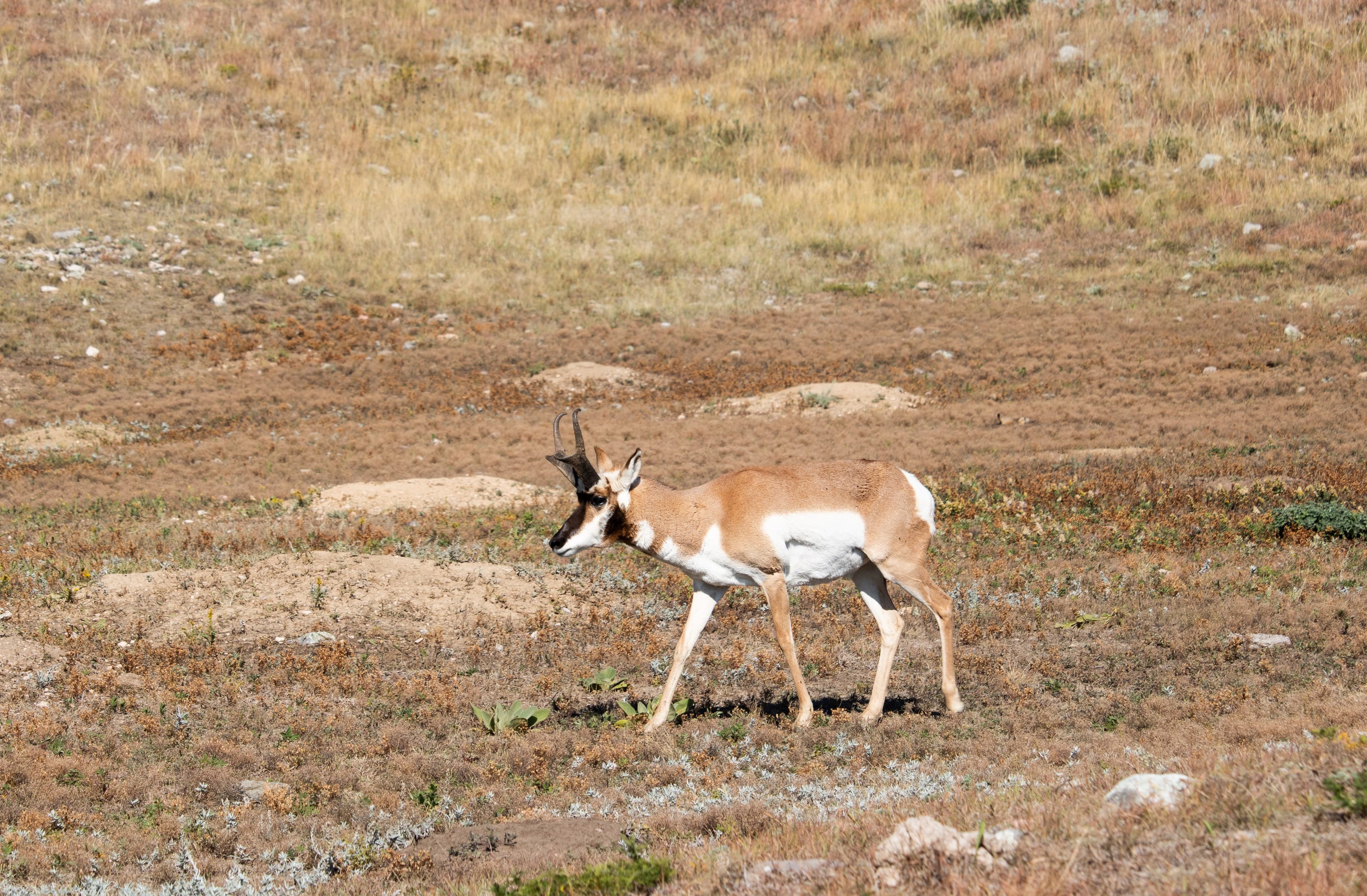 Bipartisan Bill Aims to Create a "National Wildlife Corridor System," an Entirely New Category of Protected Public Lands and Waters