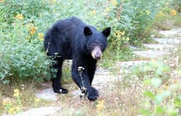 Part of Mount Rainier’s Wonderland Trail closed because of bears