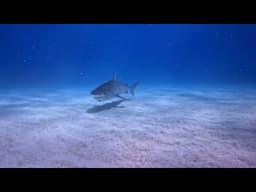 Eye to Eye with a Tiger Shark 🦈 Tiger Beach Bahamas