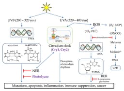 It’s About Time: New Insights into Circadian Control of DNA Damage, Repair, and Cancer Outcomes
