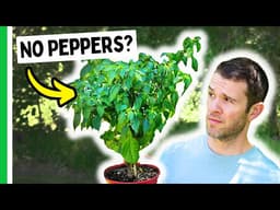 The REAL Reasons Your Peppers Aren't Productive
