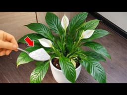 🌸1 teaspoon under Spathiphyllum and even a dead flower will turn green and bloom in an instant!