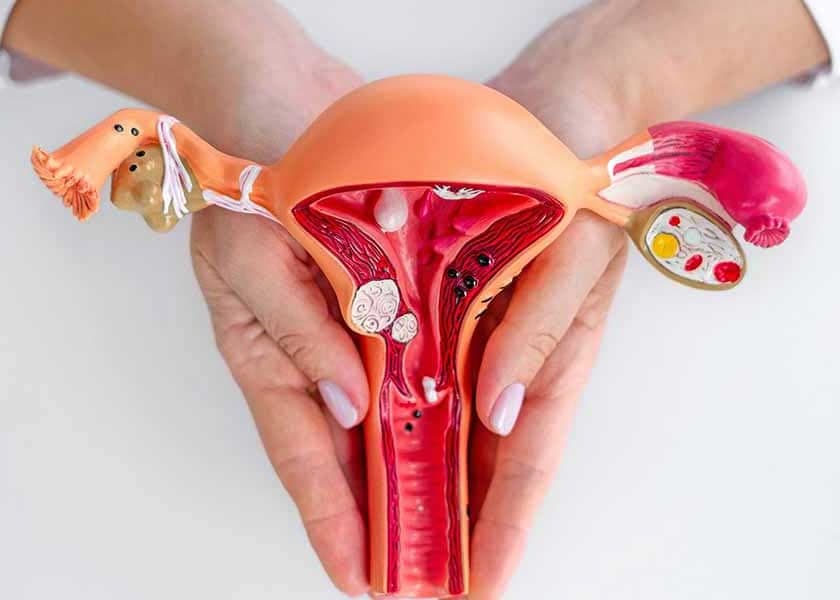 Ovaries Appear to Develop a Second Role After Menopause