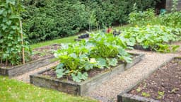 7 Vegetables You Can Still Start from Seed in June