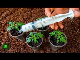 Just a Few Drops to Boost Tomato Seedling Growth! Organic Gardening Hit