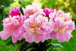 How to Grow Peonies: Complete Planting and Care Guide
