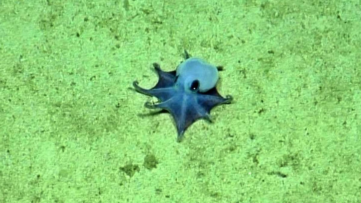 Tiny golf-ball-sized octopus unknown to science discovered in Pacific Ocean