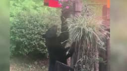 Shelby County black bear sparks social media buzz