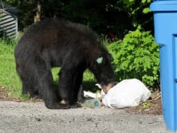 John Breunig (opinion): What if bears in Connecticut could use ...