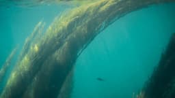The Dredge: The battle for the future of Falmouth Bay 