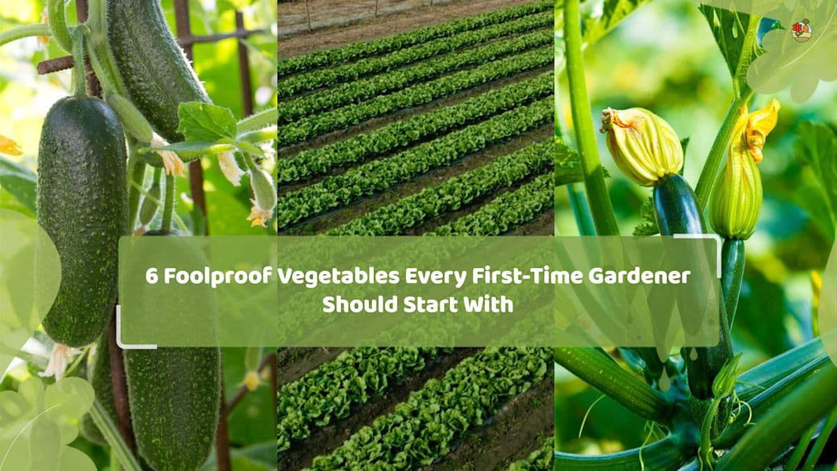 6 Foolproof Vegetables Every First-Time Gardener Should ...