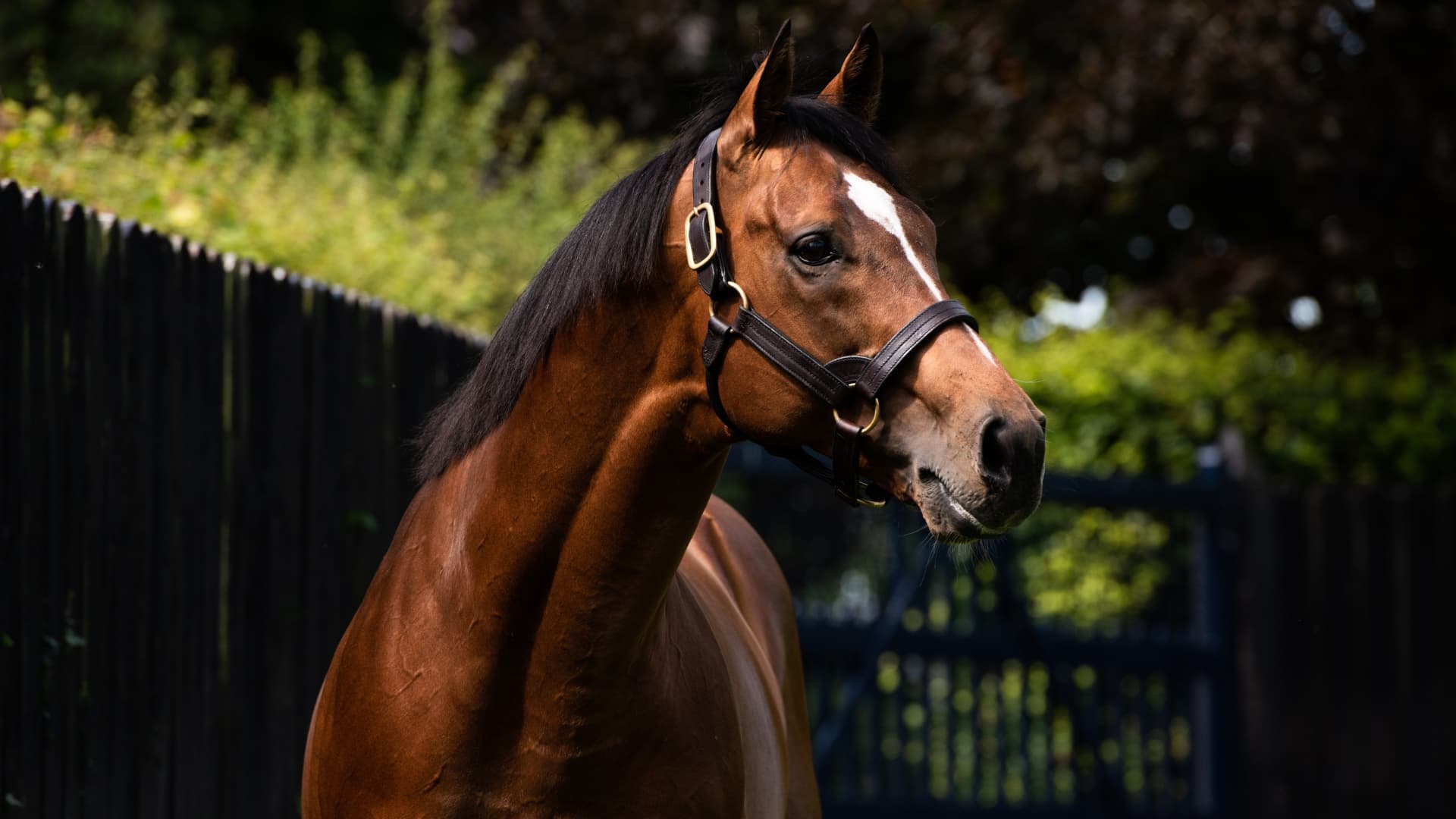 Gleneagles Stallion