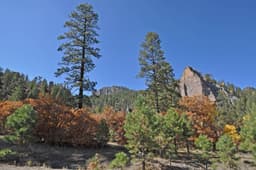 Strengthening Forest Resilience on the Navajo Nation