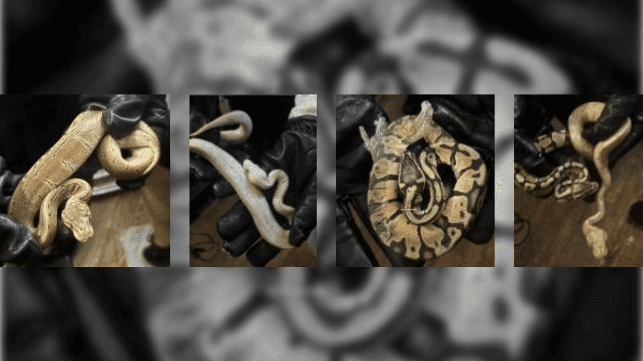 Stolen snakes, looted lizards: Trio accused of stealing 60 ...