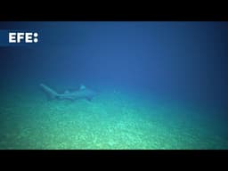 Descubren más de 110 especies marinas en aguas inexploradas del noreste de Australia