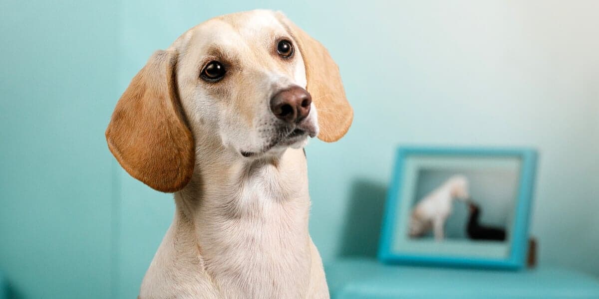 PETA's Complete Guide to Vegan Dog and Cat Food
