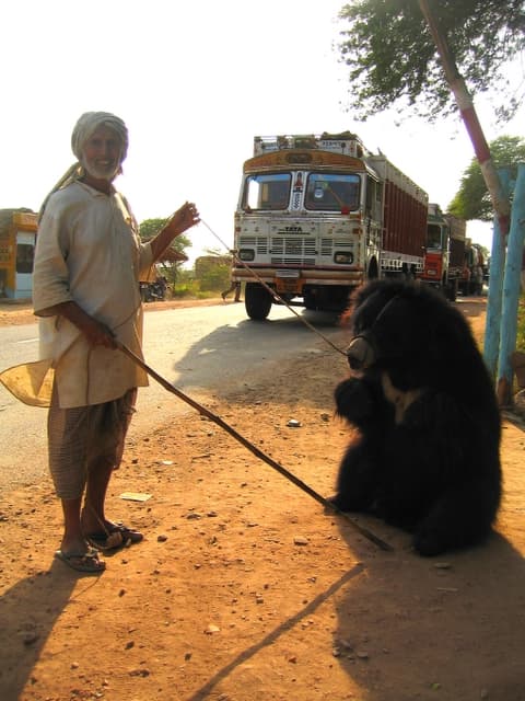 Wildlife SOS Turns From Dancing Bears to Wild Sloth Bears