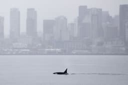 Rare Orcas Visit Seattle! Unseen Pod Delights Whale Watchers | Orca Sighting in Elliott Bay (2026)