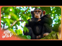Inside The High-Risk Mission To Protect Uganda’s Chimpanzees