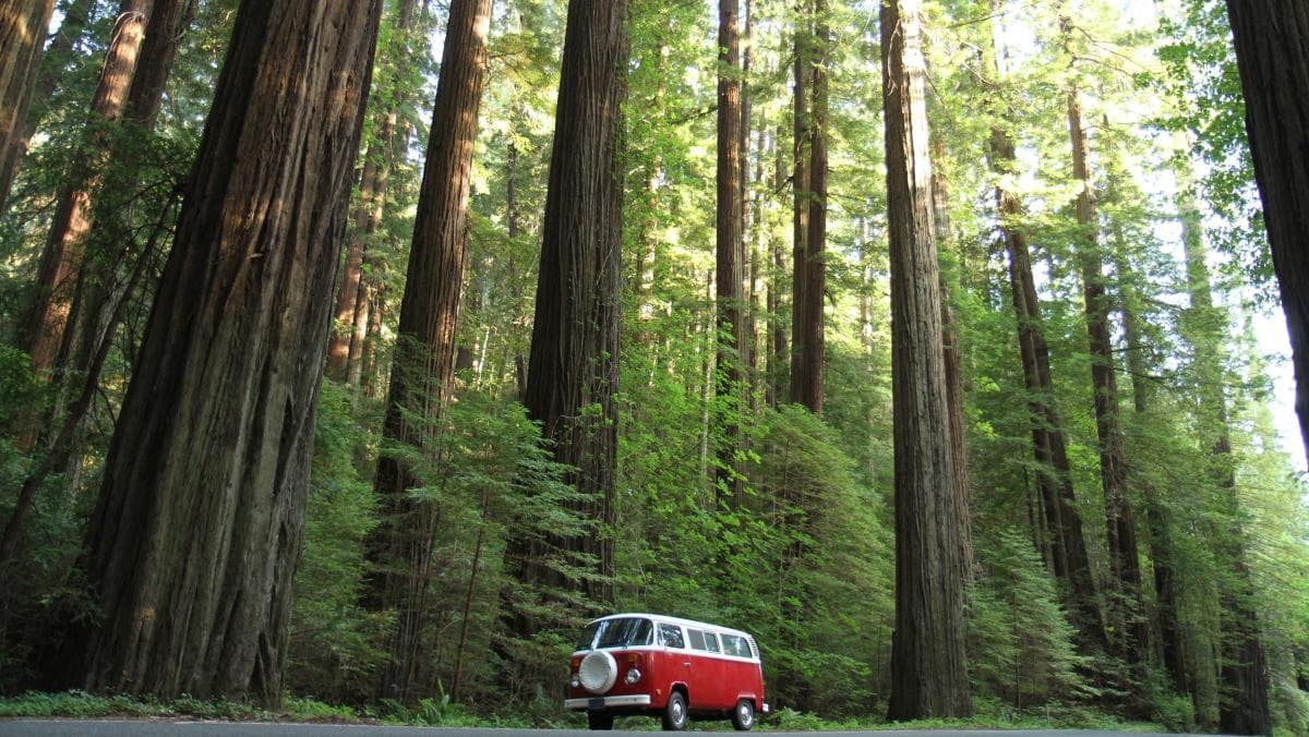 Northern California Coast Road Trip: Mendocino, Humboldt ...