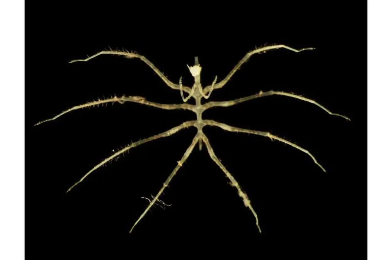 What scientists just found in the abyss could upend deep-sea mining forever - Futura-Sciences