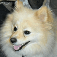 - Indiana Pomeranian Rescue - ADOPTIONS - Rescue Me!