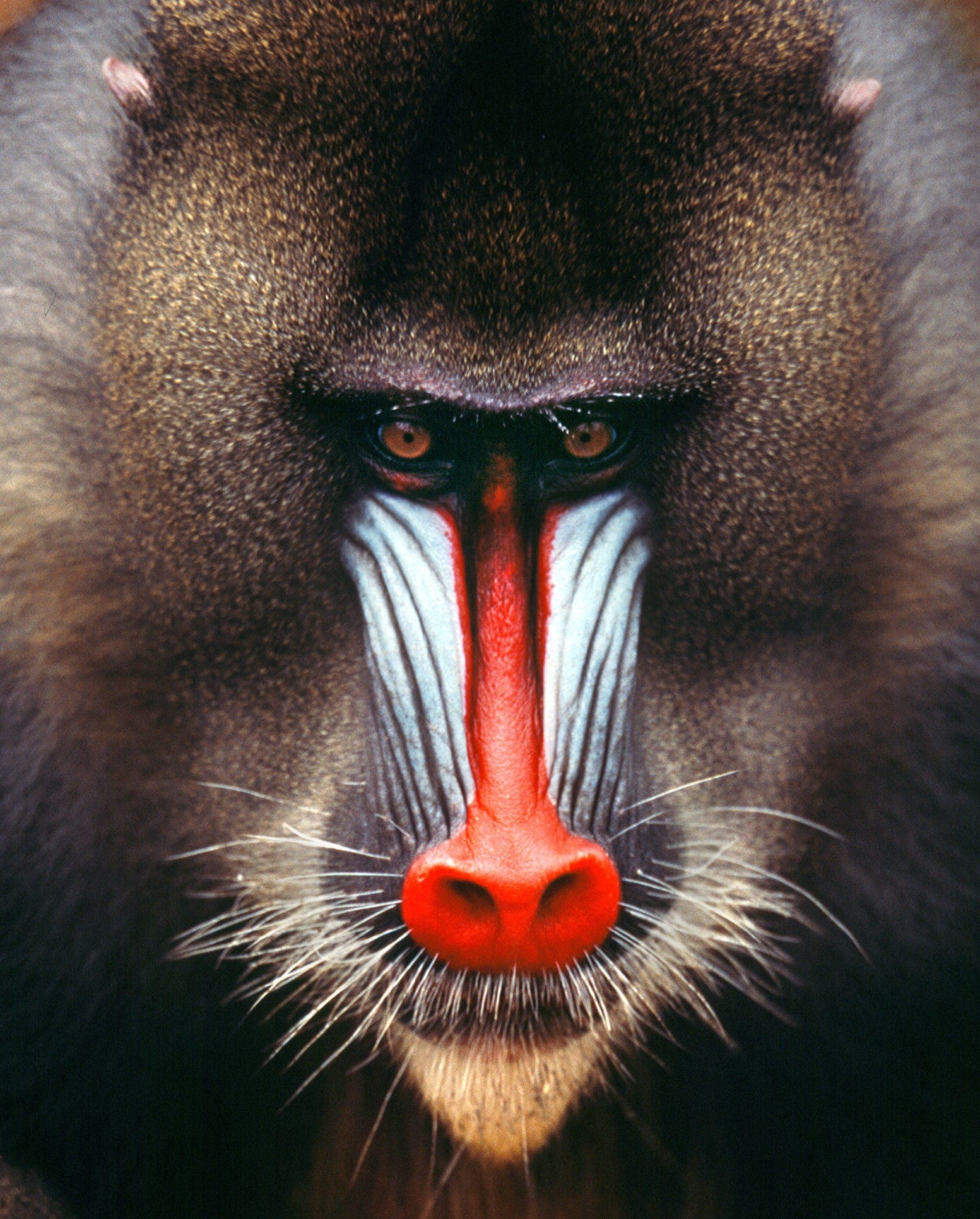 Invisible Boundaries: The Shrinking World of Equatorial Guinea's Mandrills
