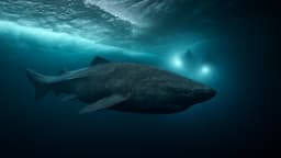 For the first time in history, a shark has been filmed in Antarctic waters